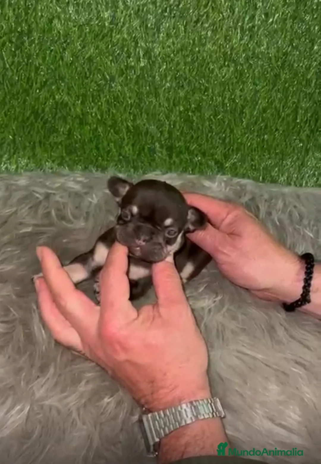 Bulldog Francés perros en venta: BULLDOG EXÓTICO CHOCOLATE TAN - Anuncio 1