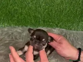 Bulldog Francés perros BULLDOG EXÓTICO CHOCOLATE TAN - Anuncio 8