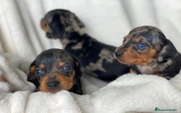 Teckel Miniatura perros en venta: TECKEL ARLEQUIN PLATA - Imagen 2