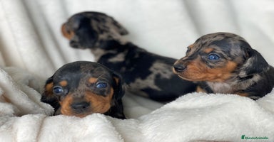 Teckel Miniatura perros - Anuncio 9