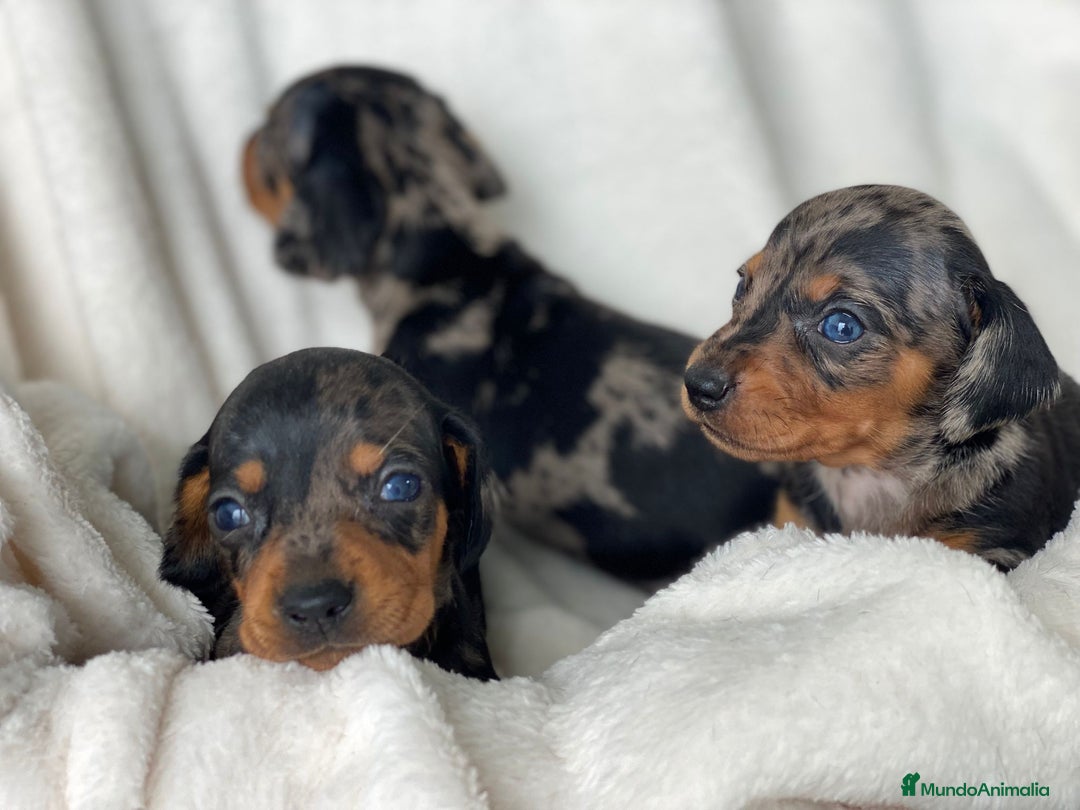 Teckel Miniatura perros en venta: TECKEL ARLEQUIN PLATA - Imagen 2