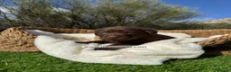 Labrador Retriever perros en venta: LABRADOR - Anuncio 5