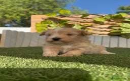Maltipoo perros en venta: MALTIPOO MACHO - Imagen 23
