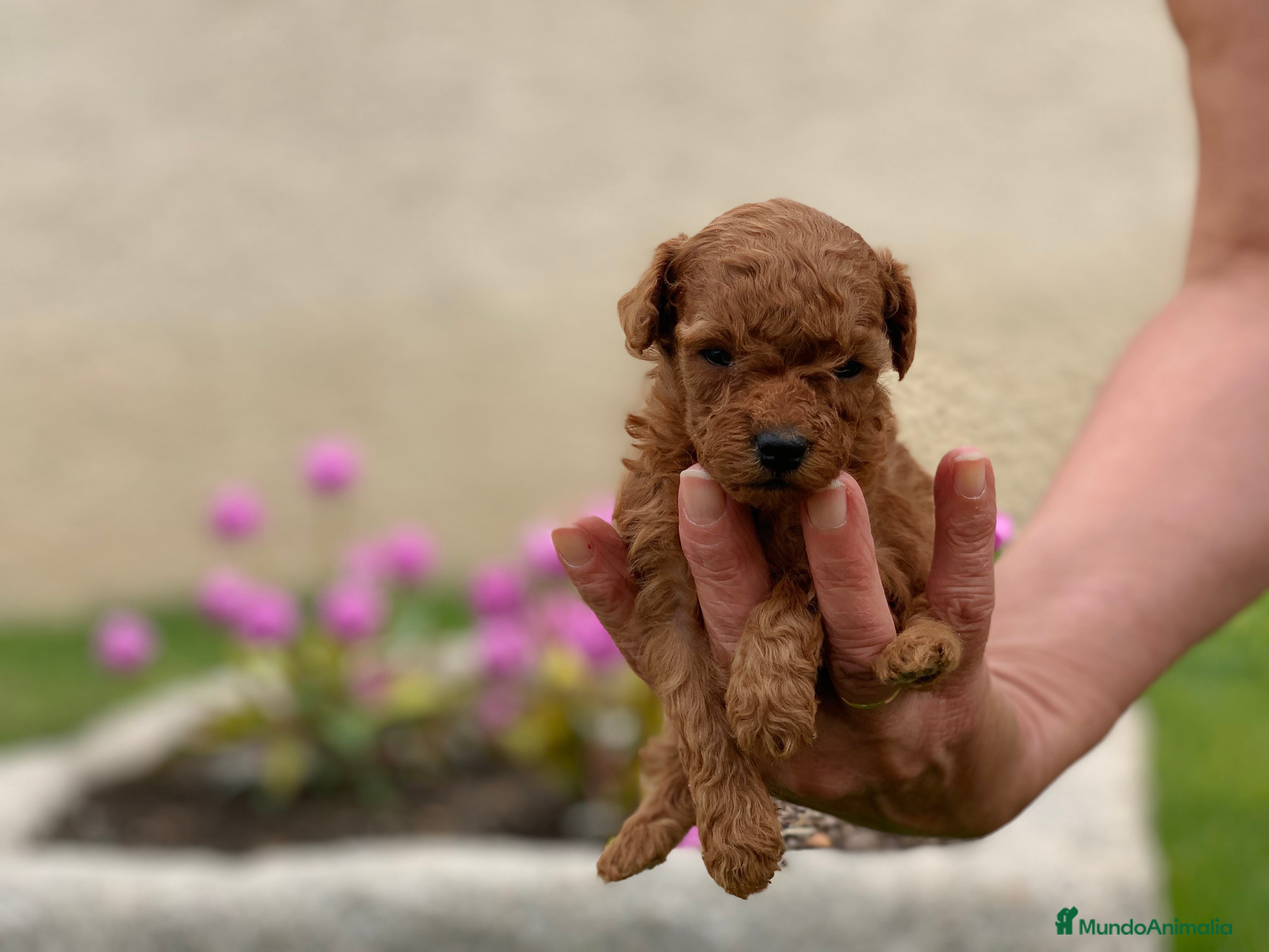 Caniche Toy perros Caniche toy rojo, criador serio y profesional  en Madrid - Anuncio 14