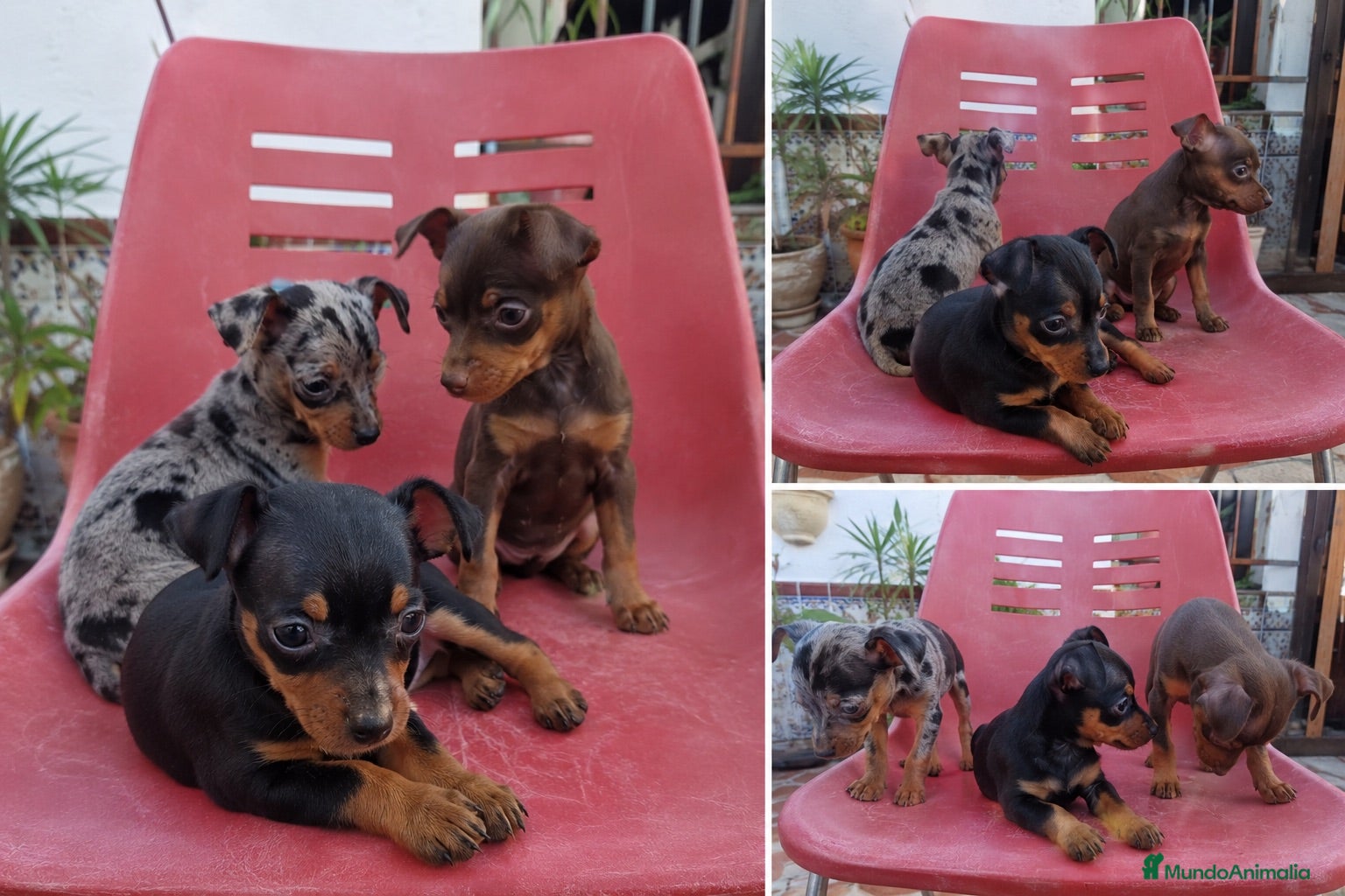 Pinscher Miniatura perros PINSCHER MINIATURA - MADRID - ENTREGA  - Anuncio 2