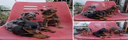 Pinscher Miniatura perros en venta: PINSCHER MINIATURA - MADRID - ENTREGA  - Anuncio 1