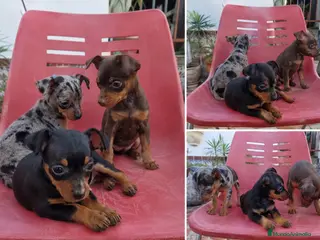 Pinscher Miniatura perros PINSCHER MINIATURA - MADRID - ENTREGA - Anuncio 3