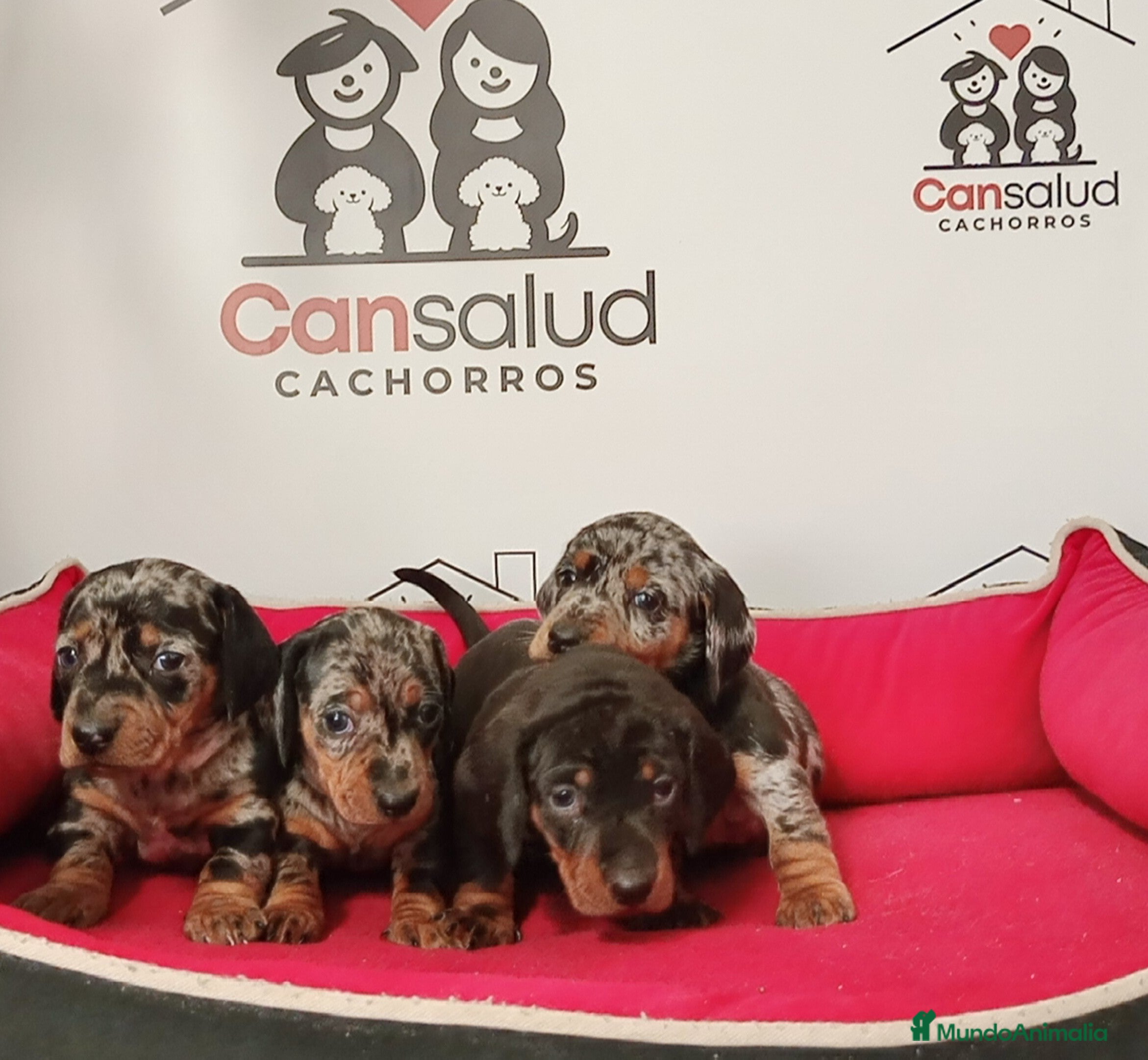 Teckel perros teckel - Anuncio 1