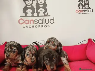 Teckel perros teckel - Anuncio 2