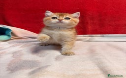Británico de Pelo Corto gatos en venta: Monísimos British Golden  - Imagen 2