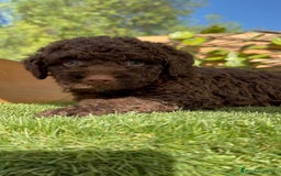 Perro de Agua Español perros en venta: PERRO DE AGUA HEMBRA - Imagen 1