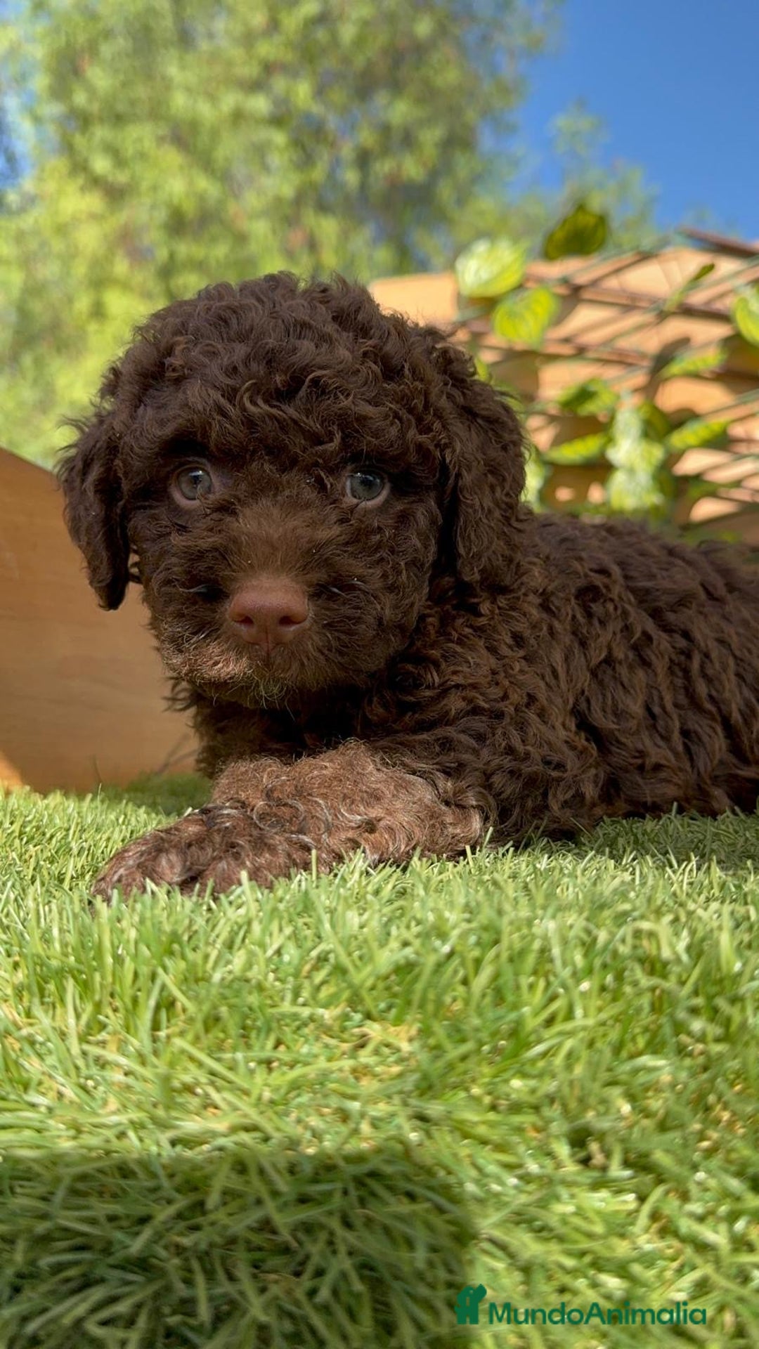 Perro de Agua Español perros en venta: PERRO DE AGUA HEMBRA - Imagen 1