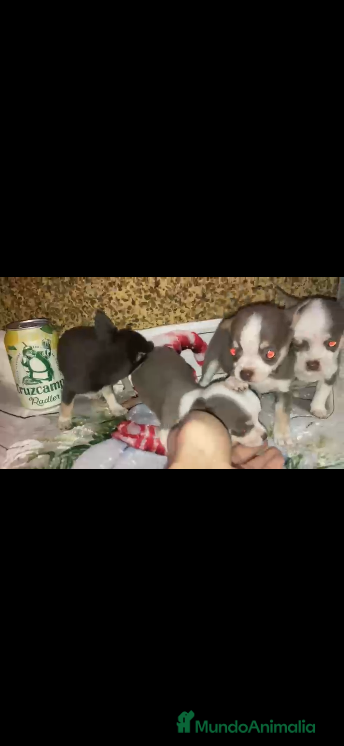 Chihuahua perros Espectacular camada de chihuahuas machos - Anuncio 1