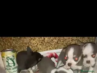 Chihuahua perros Espectacular camada de chihuahuas machos - Anuncio 1