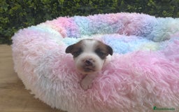 Jack Russell Terrier perros en venta: CACHORROS JACK RUSSELL - Imagen 1