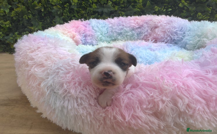 Jack Russell Terrier perros - Propaganda 4