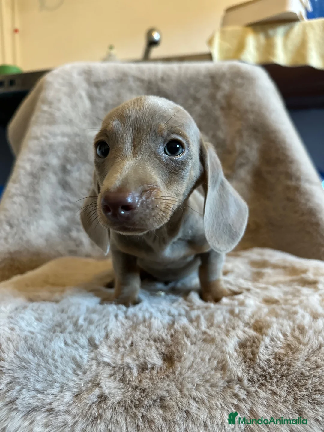 Teckel Miniatura perros en venta: TECKEL ISABELLA PAPÁS KANINCHEN - Anuncio 2