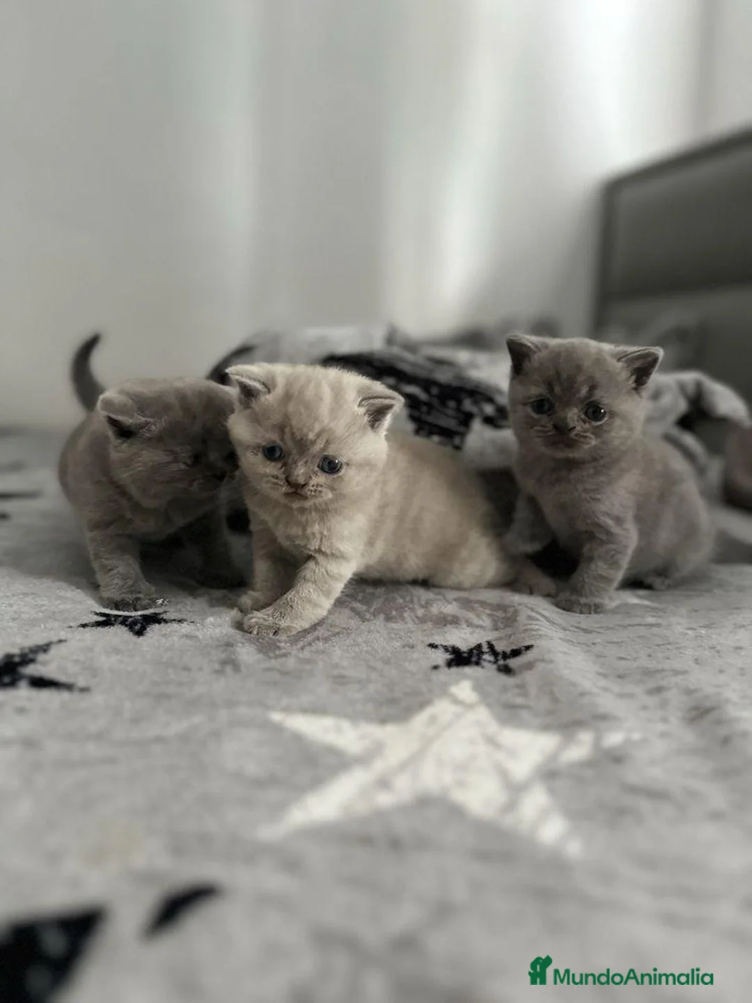Británico de Pelo Corto Azul gatos en venta: CRIADERO DE BRITISH EN CATALUÑA  - Anuncio 6