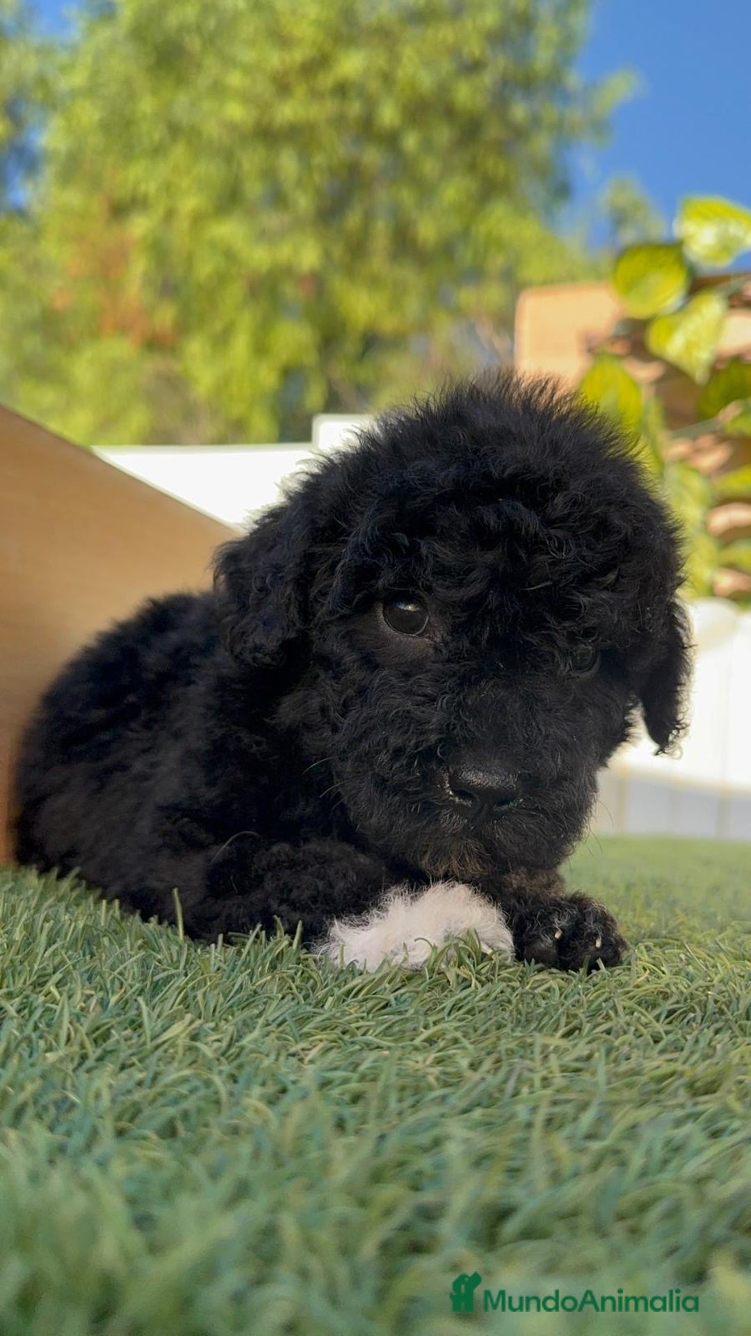 Perro de Agua Español perros en venta: PERRO DE AGUA HEMBRA - Imagen 9