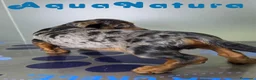 Teckel perros en venta: Teckel Macho de Kily y Luisiño 8171 - Anuncio 4