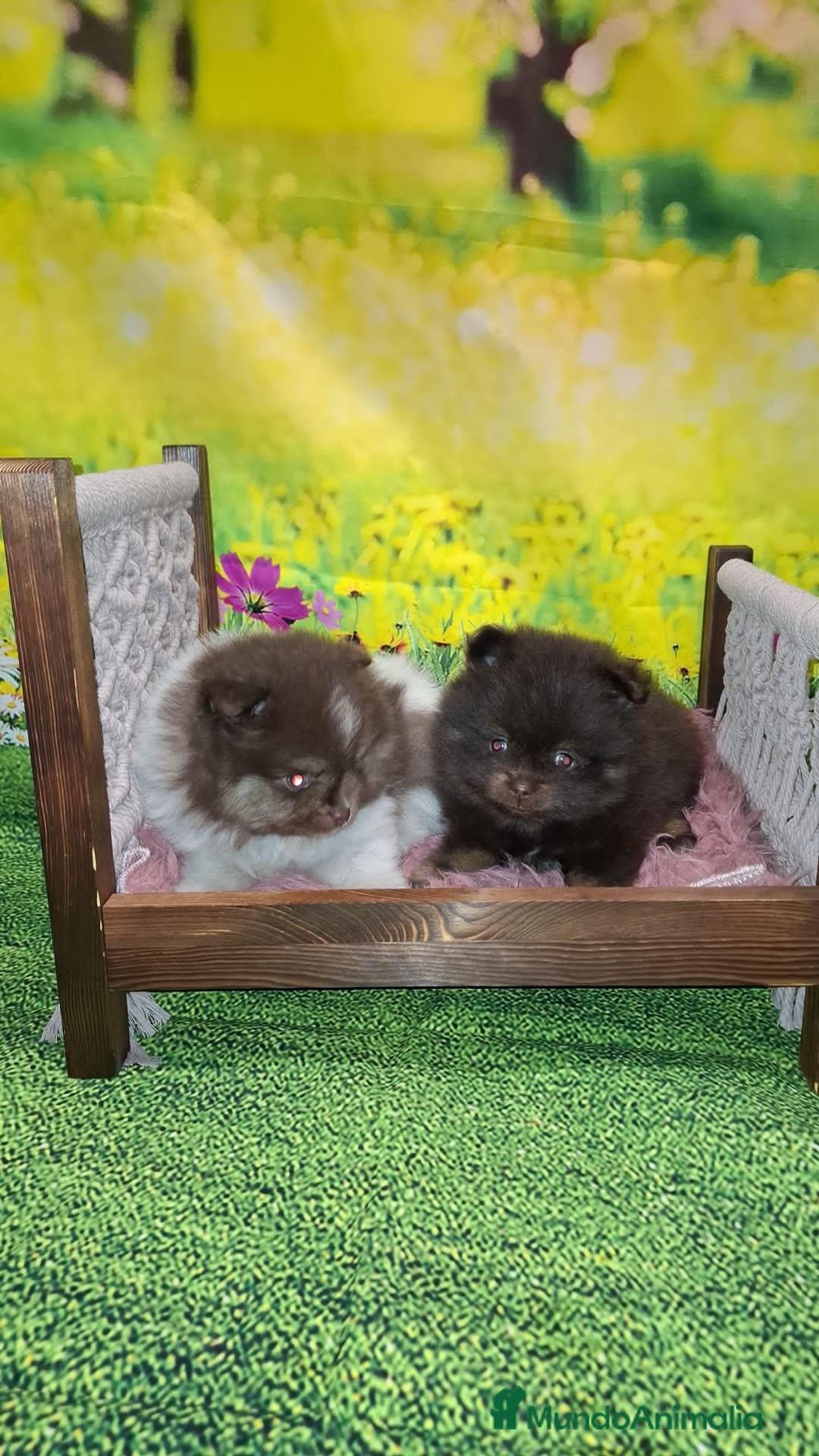 Pomerania perros en venta: Pomerania chocolate macho  - Anuncio 5