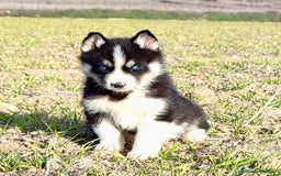 Husky Siberiano perros en venta: Husky Siberiano  - Imagen 8