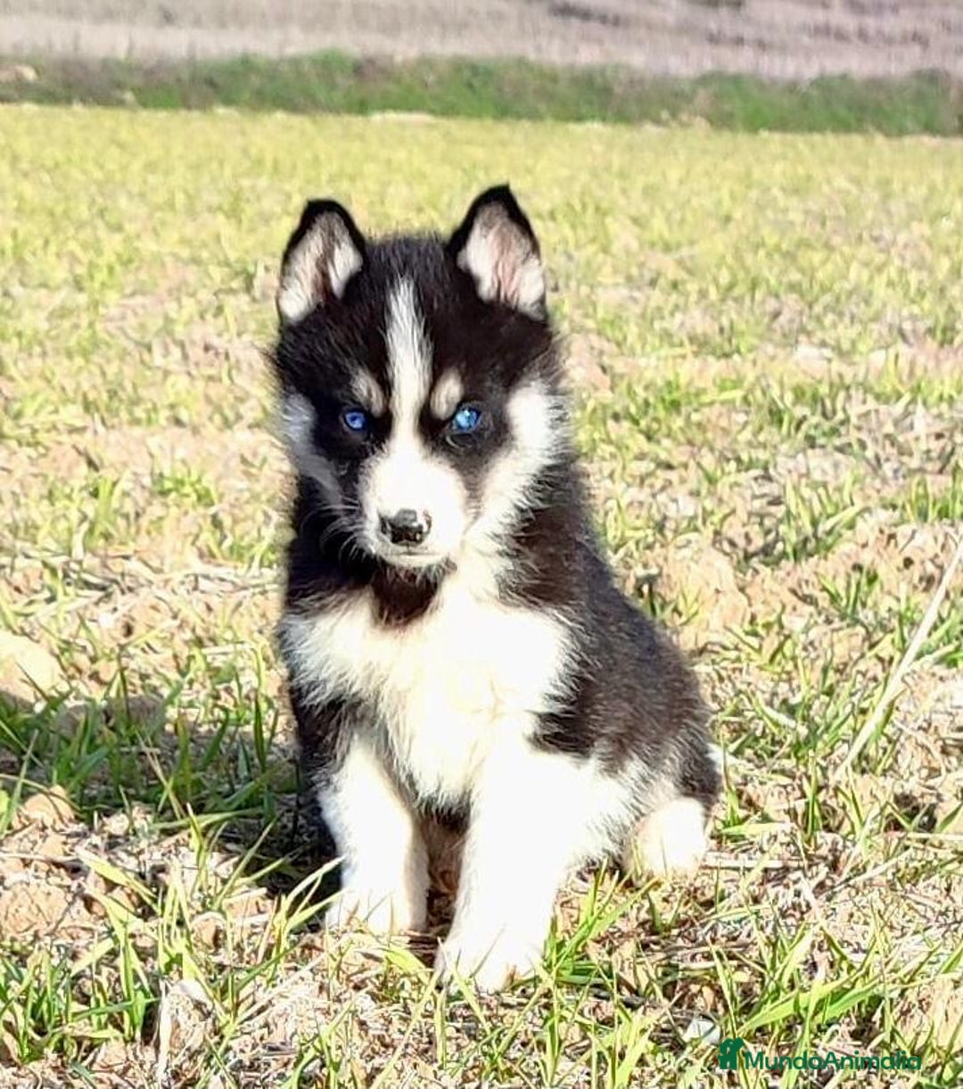 Husky Siberiano perros en venta: Husky Siberiano  - Imagen 8