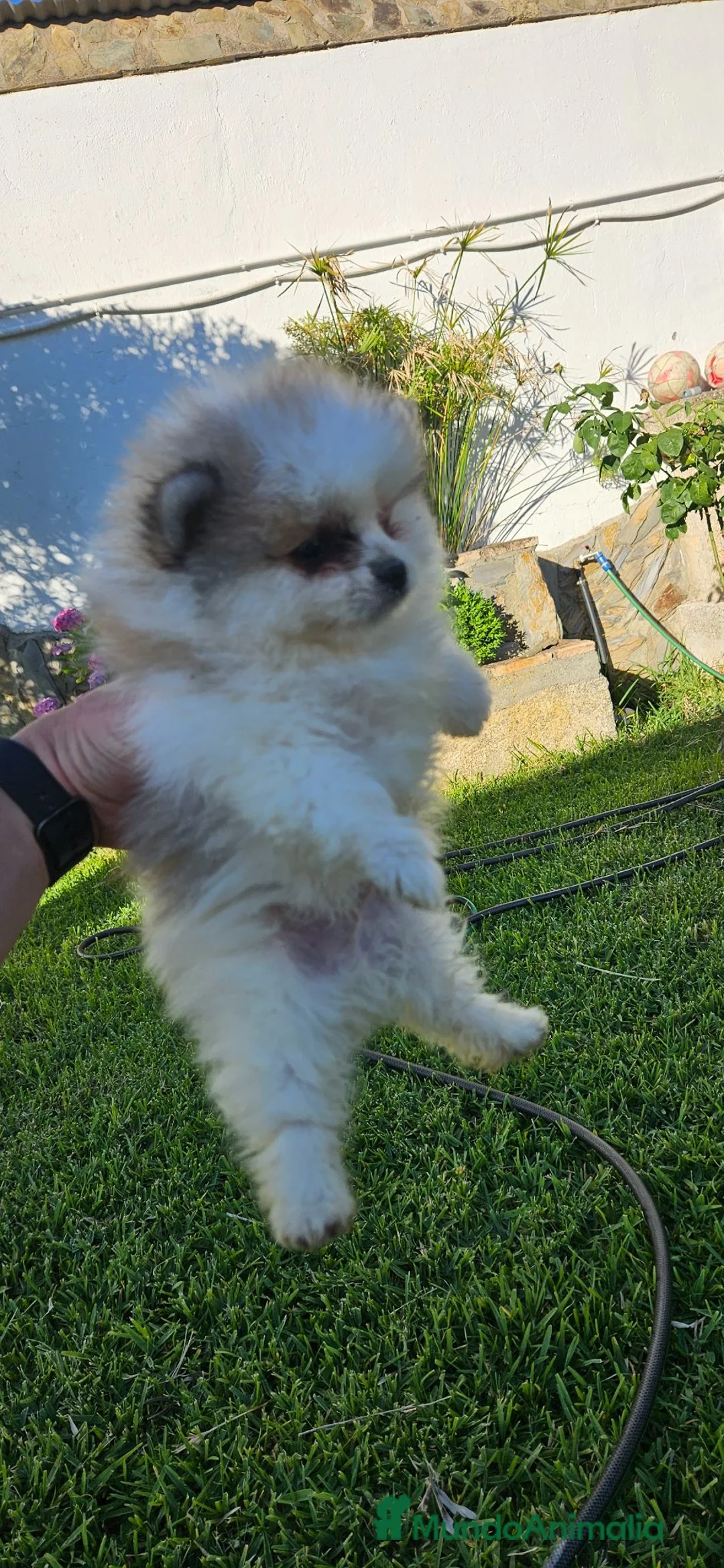 Pomerania perros en venta: Cachorro de pomerania  - Anuncio 2