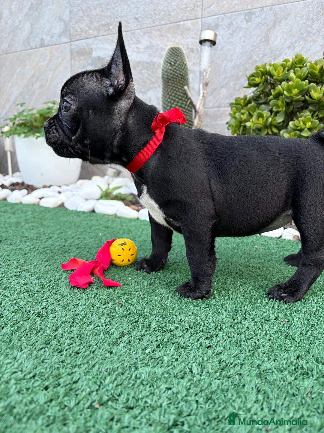 Bulldog Francés perros en venta: Bulldog francés  - Anuncio 3