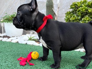Bulldog Francés perros - Anuncio 23