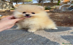 Pomerania perros en venta: Pomerania Toy hembra - Imagen 6
