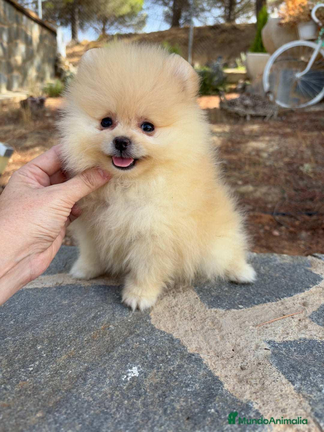 Pomerania perros en venta: Pomerania Toy hembra - Imagen 6