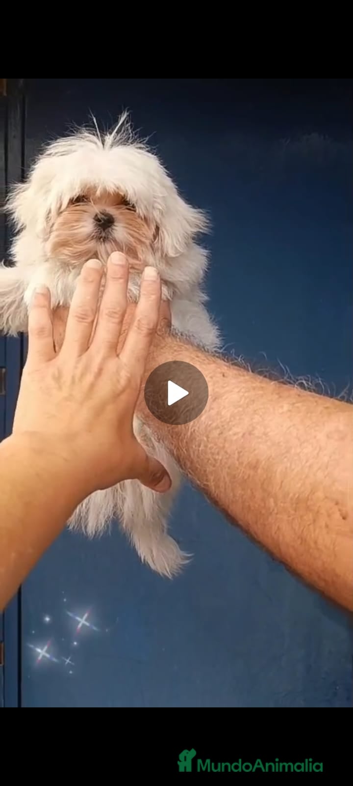 Bichón Maltés perros en venta: ‼️‼️PRECIOSA CAMADA DE BICHÓN MALTES COREANO TOY  - Anuncio 3