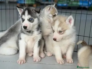 Husky Siberiano perros HUSKYS - Anuncio 1