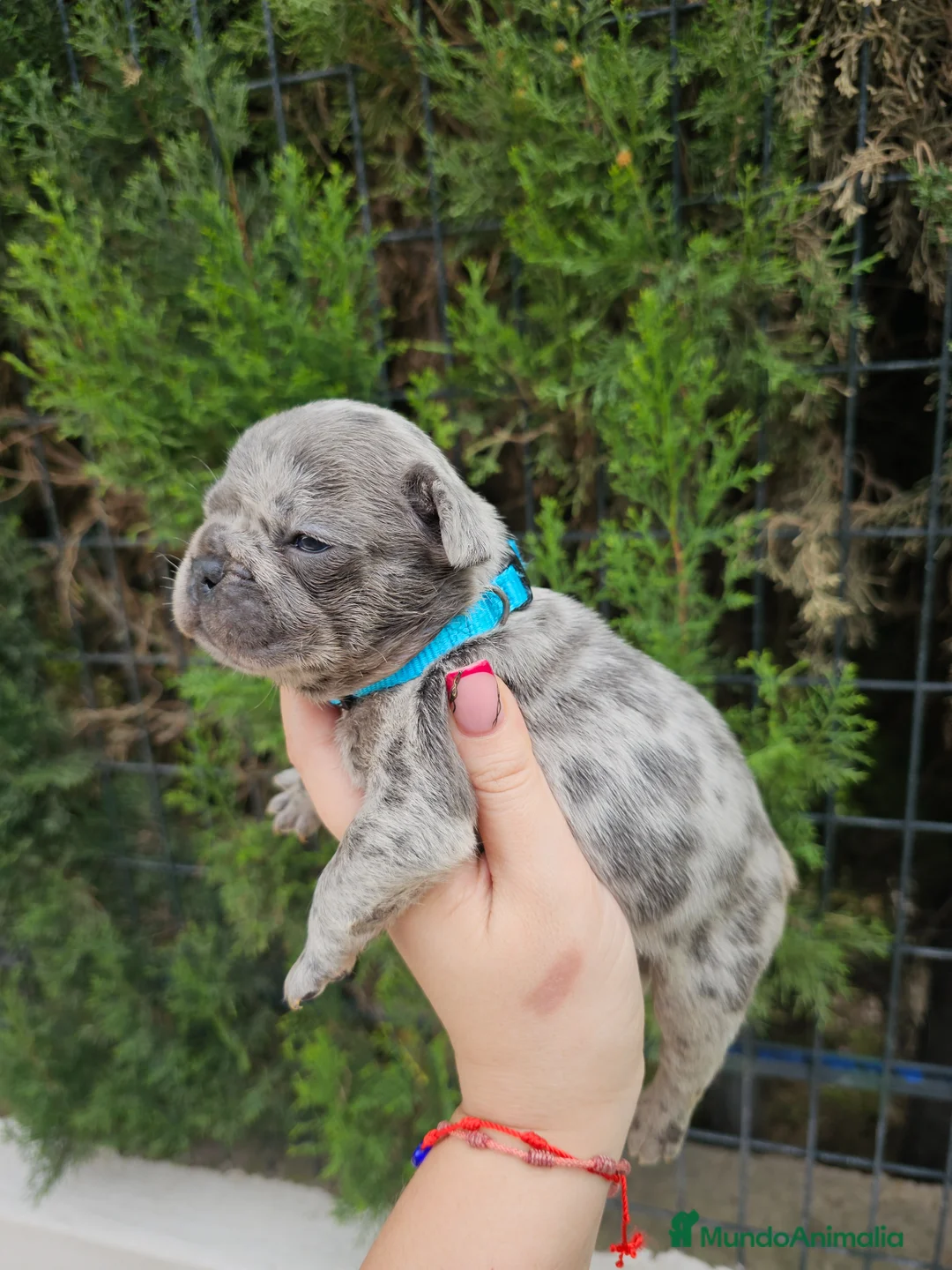 Bulldog Francés perros en venta: Bulldog francés blue y blue merle - Anuncio 5