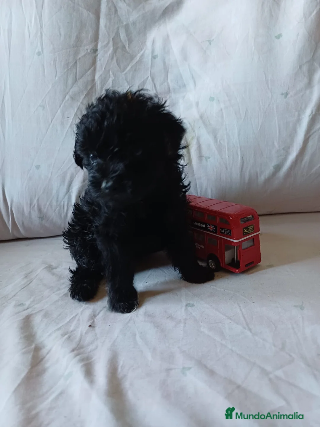 Caniche Toy perros en venta: Caniches Toy negros disponibles 🐶🐾🔥 en Córdoba - Anuncio 4