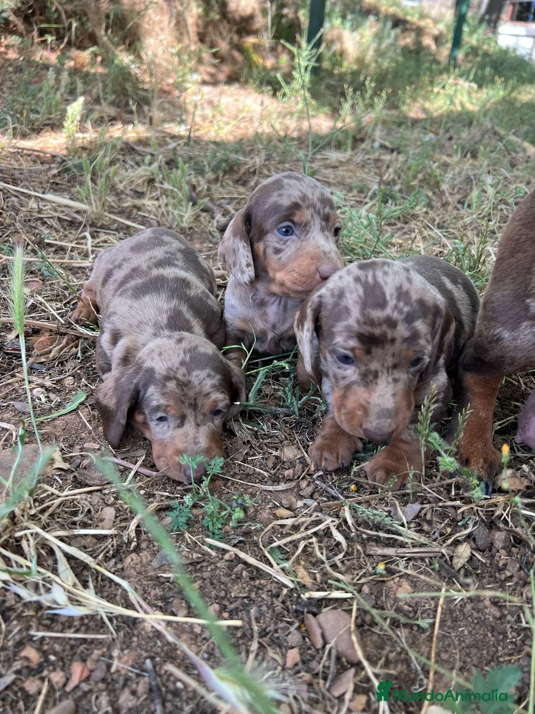 Imagen de galería {{count}}