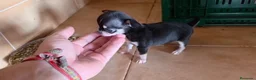 Chihuahua perros en venta: Macho chihuahua🐶🐾 - Anuncio 2