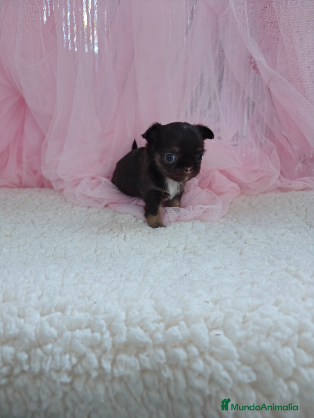 Chihuahua perros en venta: Chihuahua pelo largo  - Imagen 1