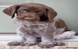 Braco Alemán de Pelo Corto perros en venta: BRACO ALEMAN CACHORROS  - Imagen 2