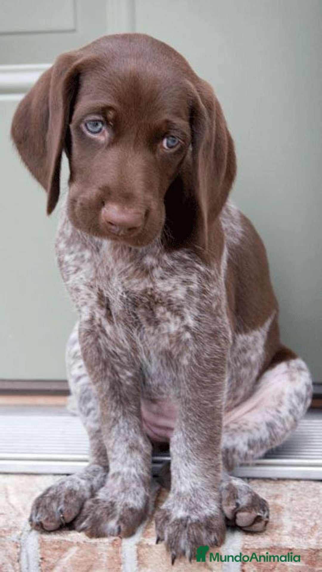 Braco Alemán de Pelo Corto perros en venta: BRACO ALEMAN CACHORROS  - Imagen 2
