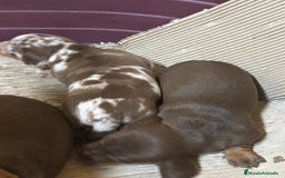 Teckel Miniatura perros en venta: CAMADA TECKEL MINIATURA - Imagen 3