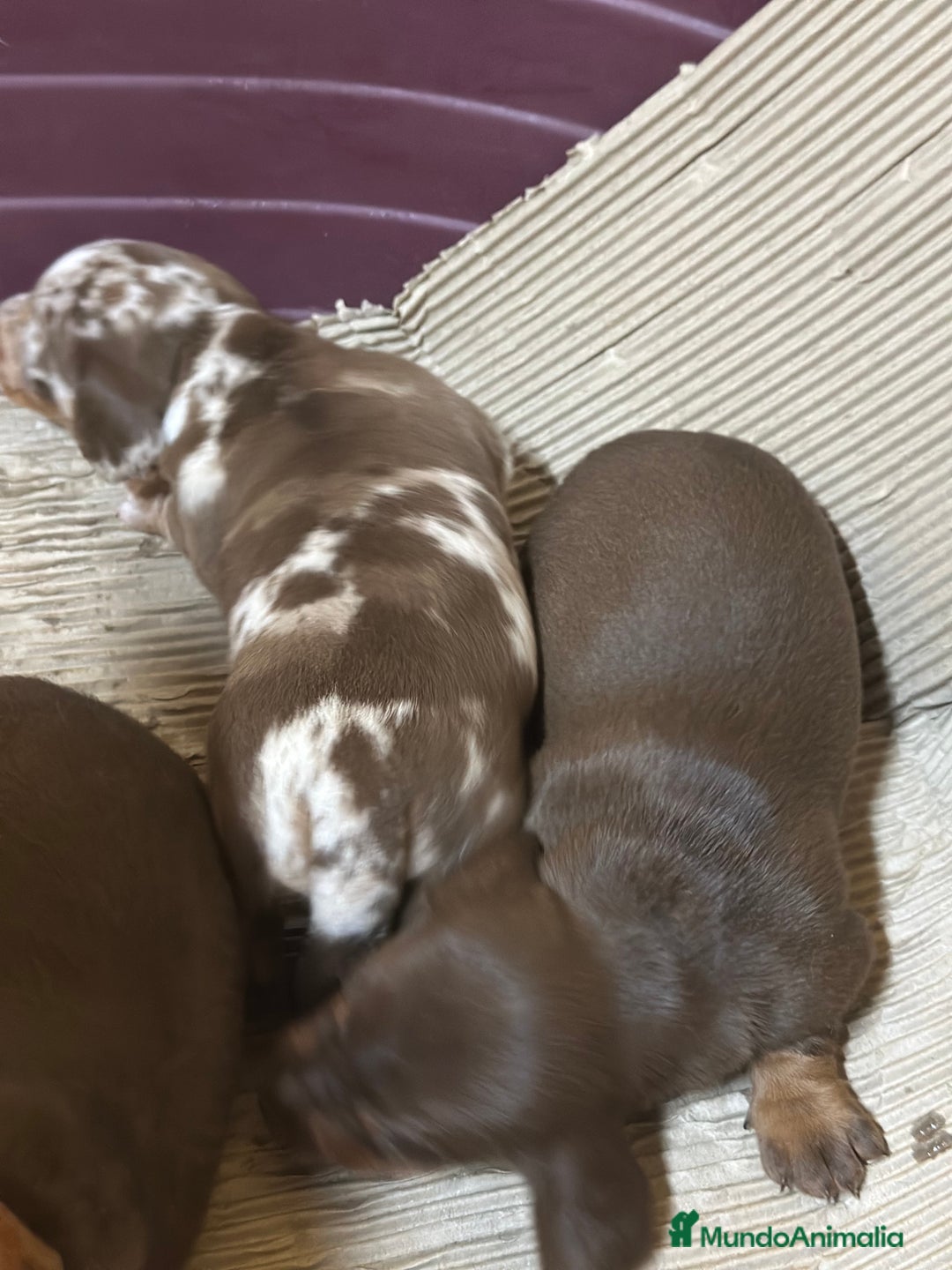 Teckel Miniatura perros en venta: CAMADA TECKEL MINIATURA - Imagen 3