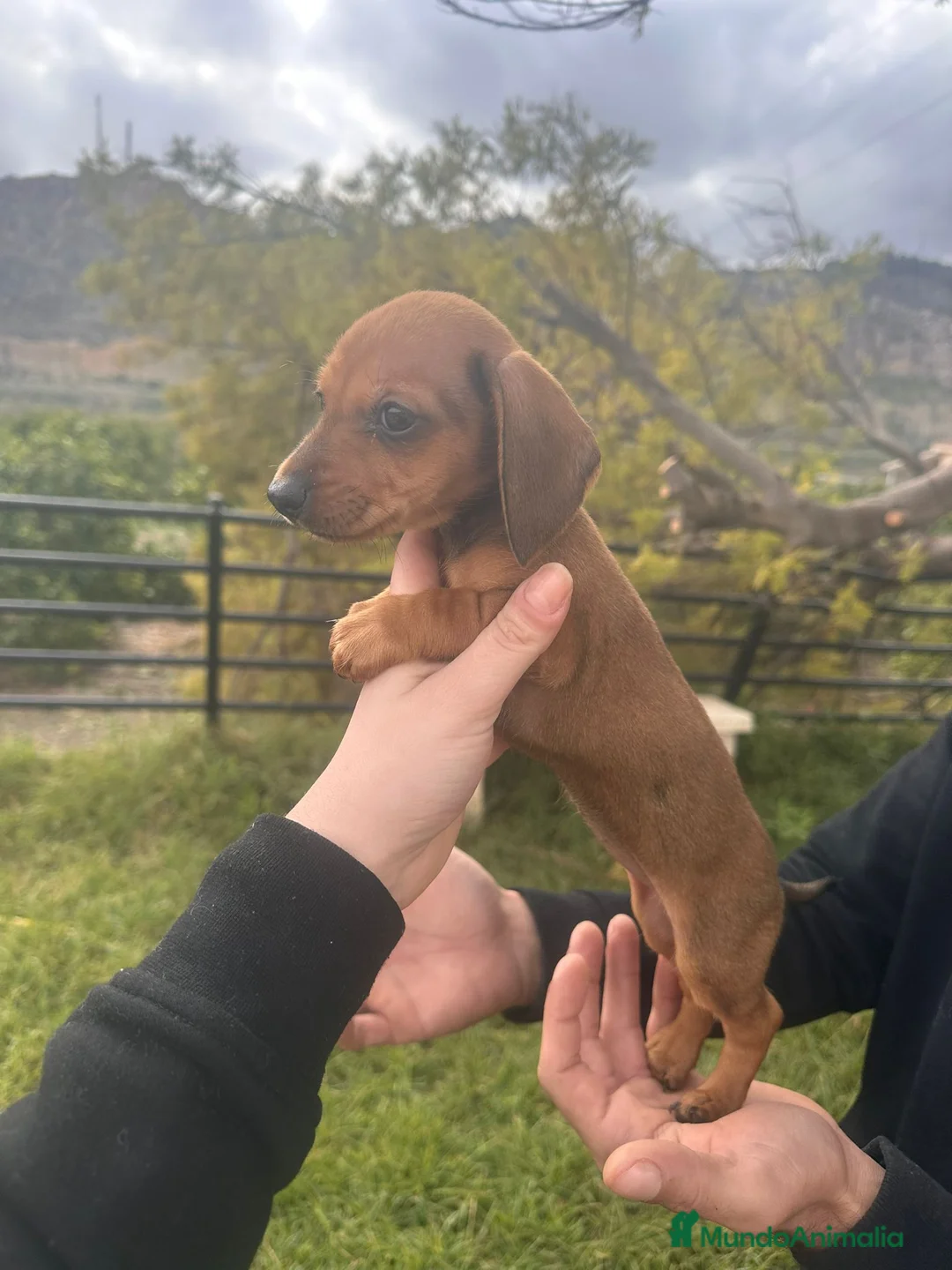 Teckel Miniatura perros en venta: Teckel muy pequeñitos - Anuncio 1