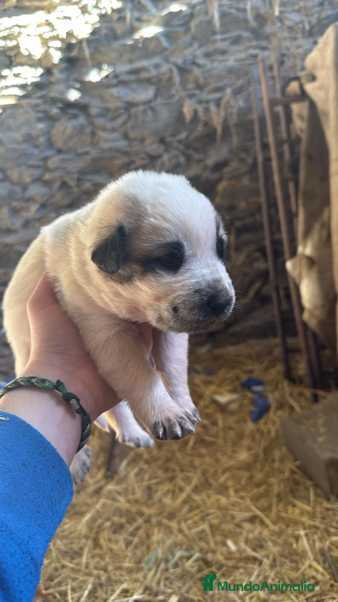 Mastín Español perros en venta: Camada de mastín disponibles para reservar en Alicante - Anuncio 2