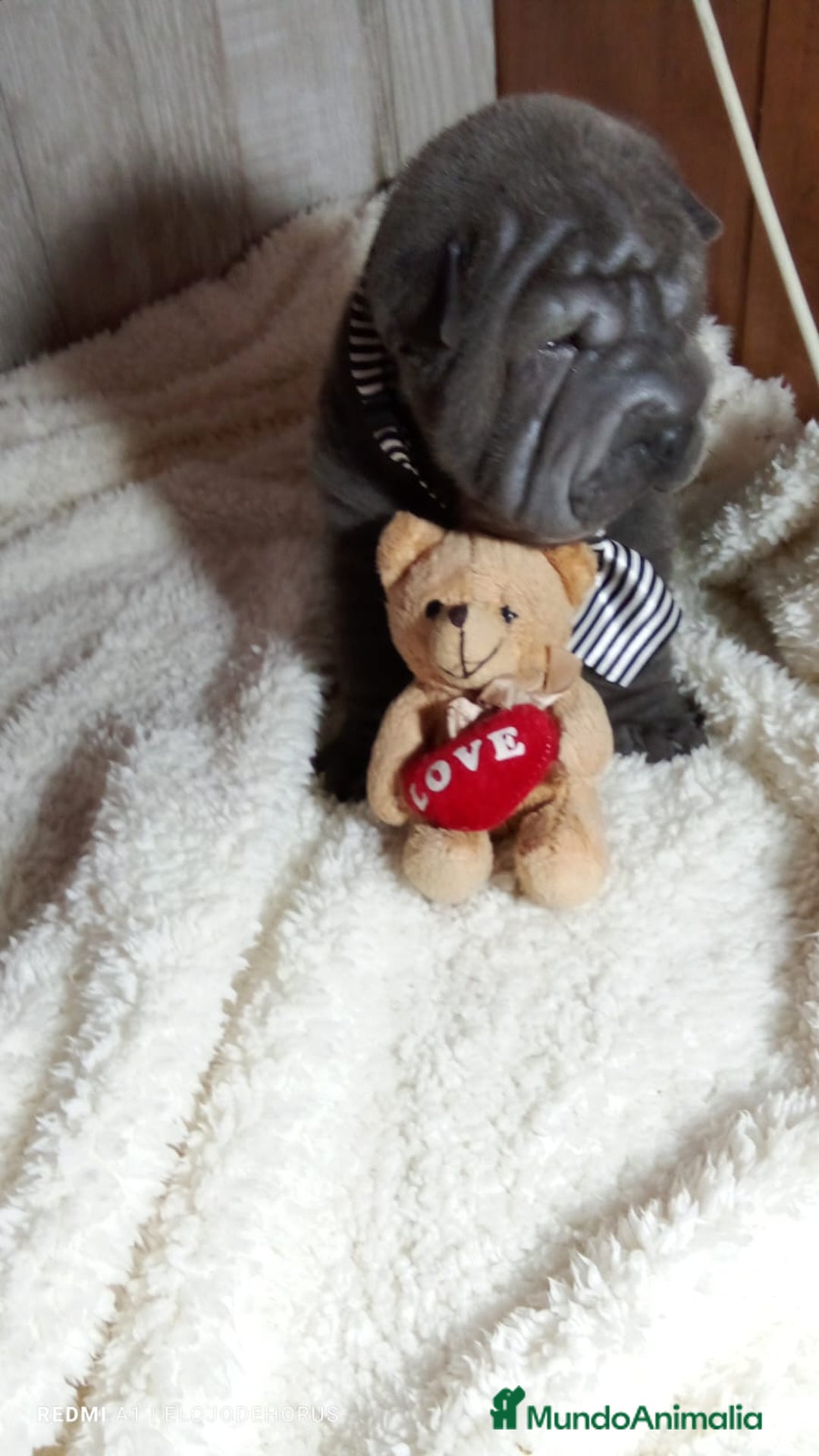 Shar Pei perros en venta: Sharpei hembra minipeis blue 💙💙🐾 - Imagen 4