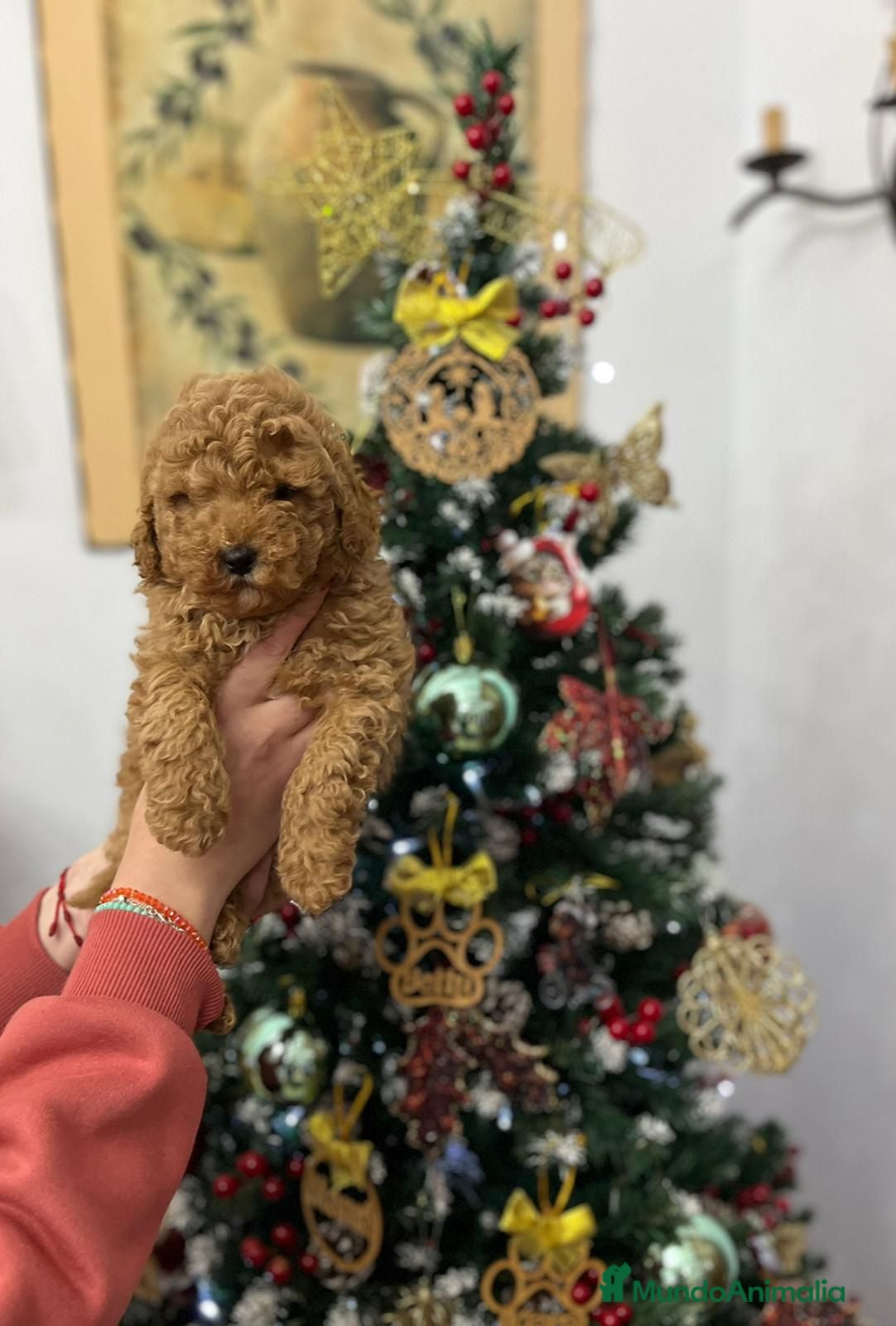 Caniche Toy perros Caniche toy  - Anuncio 1