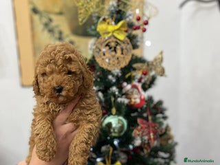 Caniche Toy perros Caniche toy - Anuncio 1