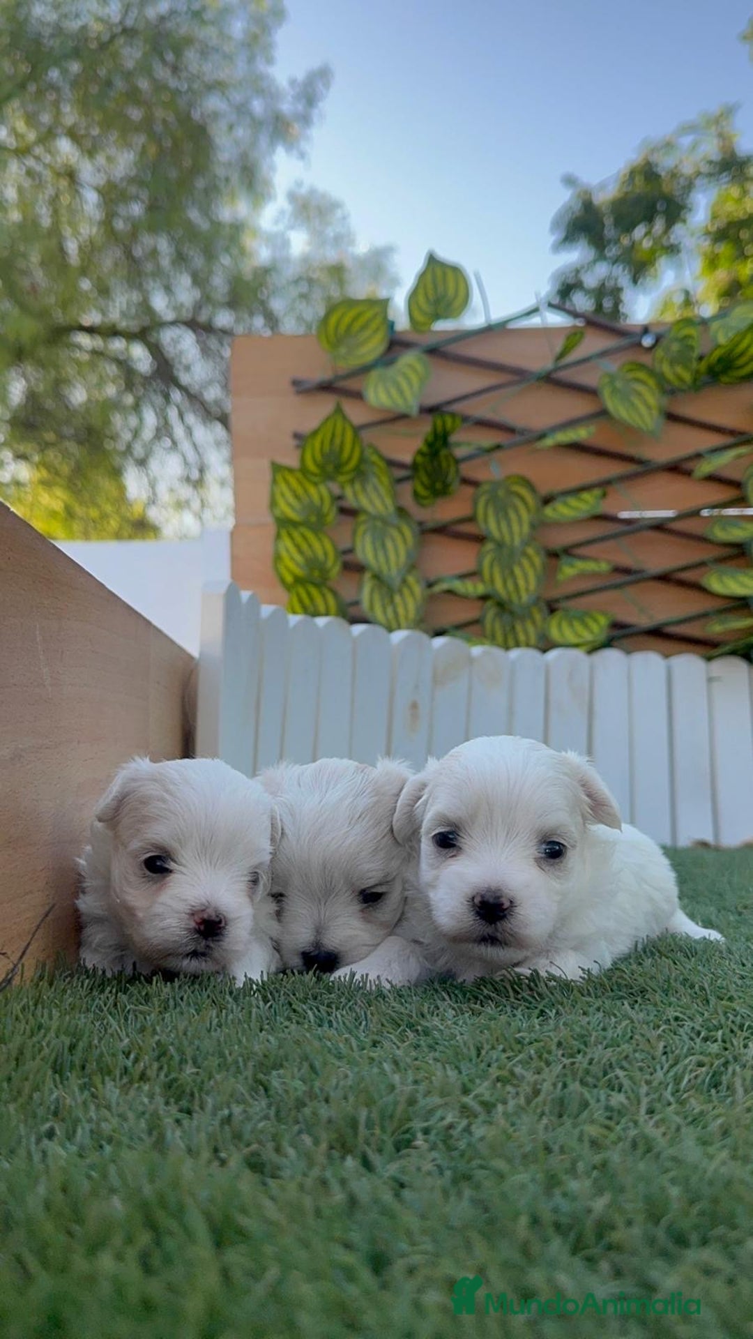 Bichón Maltés perros en venta: BICHÓN MALTÉS  - Imagen 6