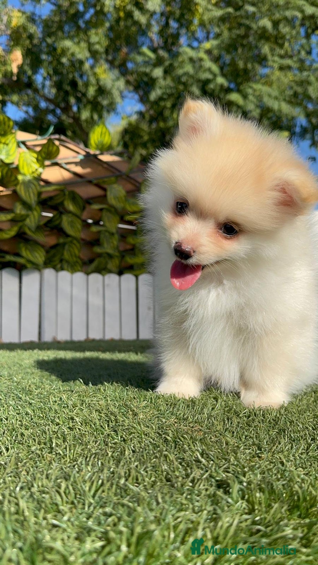 Pomerania perros en venta: POMERANIA - Imagen 26